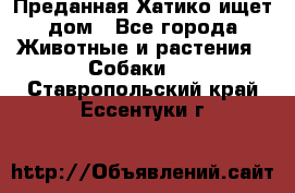 Преданная Хатико ищет дом - Все города Животные и растения » Собаки   . Ставропольский край,Ессентуки г.